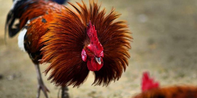 Dòng gà Kelso được lai tạo từ hai loại gà có máu Asil