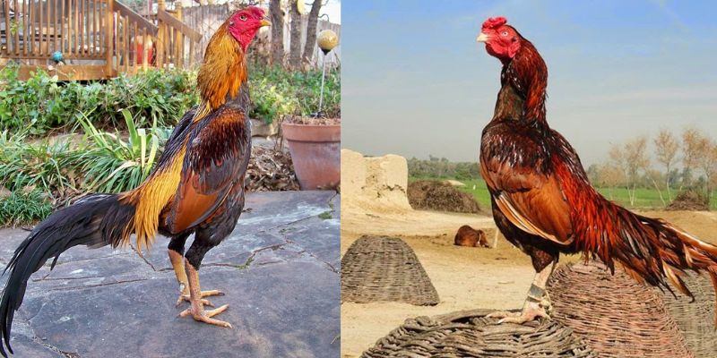 Tìm thấy gà Asil lần đầu tại Ấn Độ và Pakistan